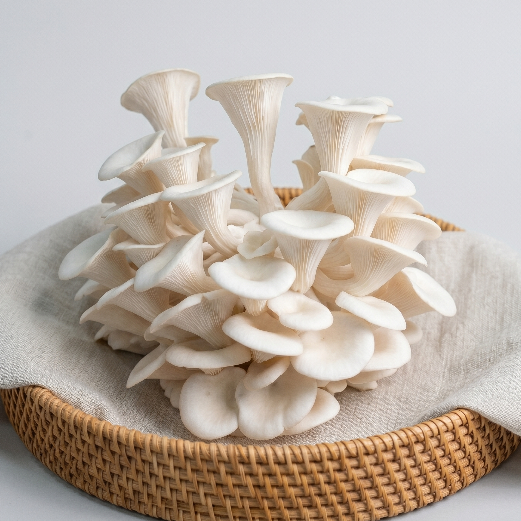 Fresh white oyster mushrooms grown at Astra Farms